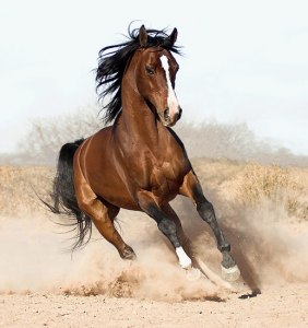 Image result for pretty horse pictures
